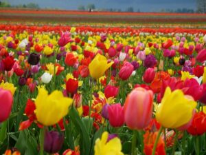 Spring Fling