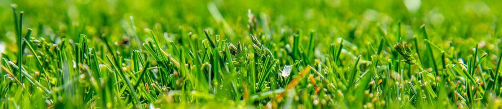 Springing Gently into Greener Grass