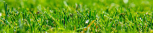 Springing Gently into Greener Grass