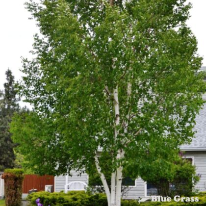 Betula-papyrifera-paper-birch-summer