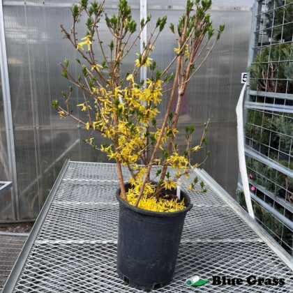 Forsythia ovata ‘Northern Gold-blooms-plant