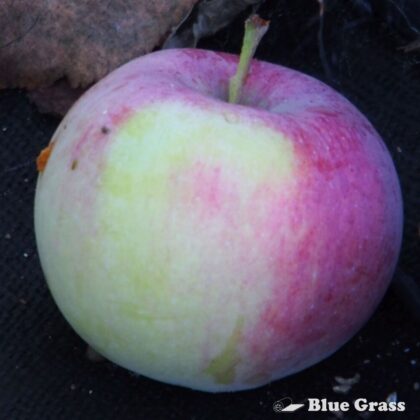 Malus-Jefcoutts-gemini-apple