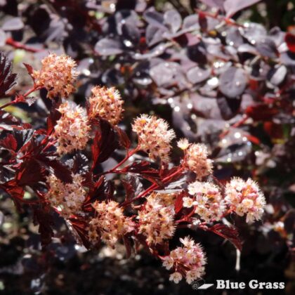 Physocarpus-opulifolius-summer-wine-ninebark-good