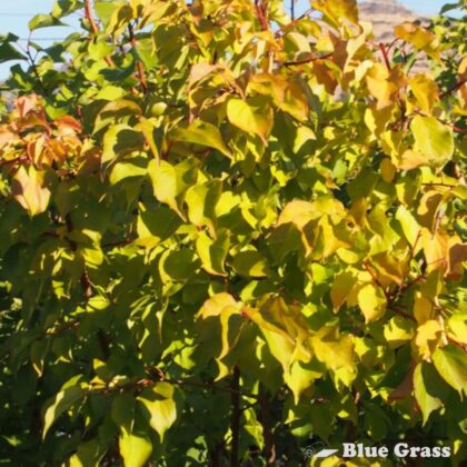 Prunus-mandshurica-DurGarfield-casino-apricot