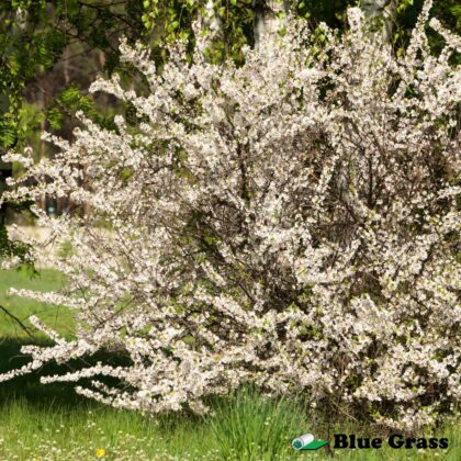 prunus-tomentosa-nanking-cherry