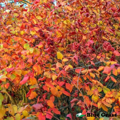 Rhus-aromatica-Gro-Low-sumac-good