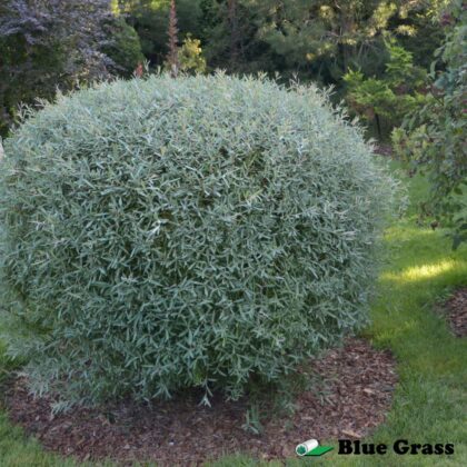 Salix-purpurea-‘Nana’-dwarf-arctic-willow-bush-good