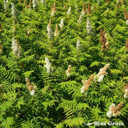 Sorbaria-sorbifolia-Sem-false-spirea