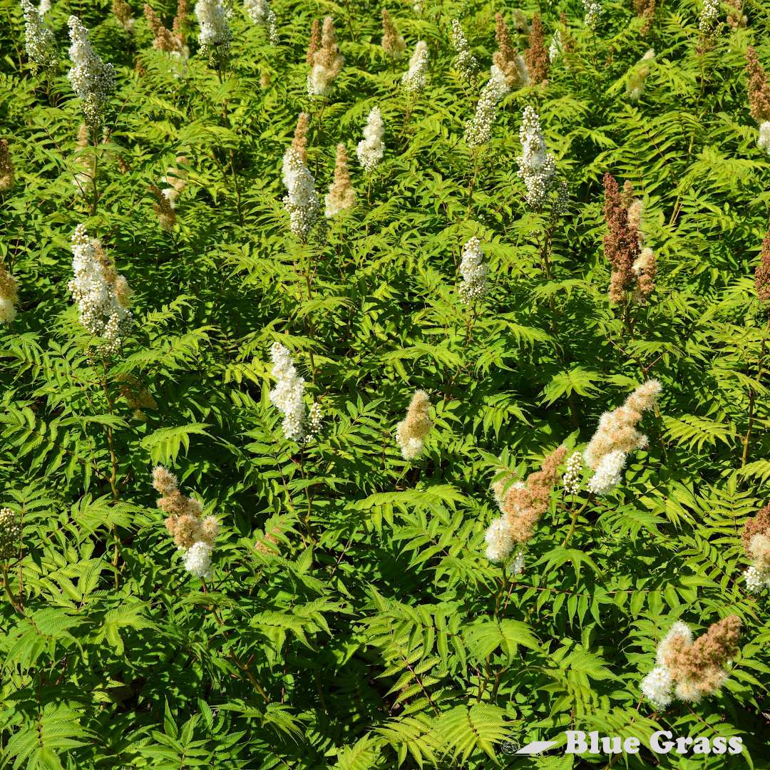 Sorbaria-sorbifolia-Sem-false-spirea