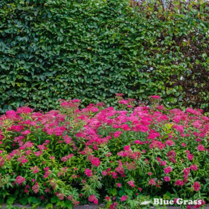 Spiraea-bumalda-Anthony-Waterer-SPIREA-BUSH-GOOD