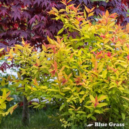 Spiraea-bumalda-Goldflame-spirea-bush-good
