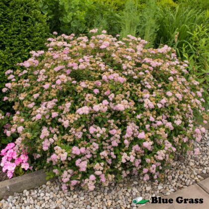 Spiraea-bumalda-Goldmound-spirea-bush-good