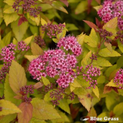 Spiraea-bumalda-Walbuma-magic-carpet-spirea