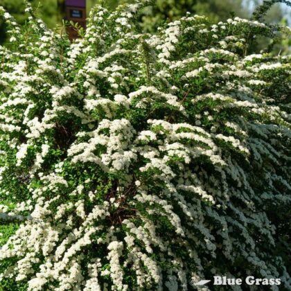 Spiraea-nipponica-Snowmound-spirea-bush-good
