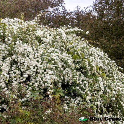 Spiraea-vanhouttei-Renaissance-spirea-bush-good