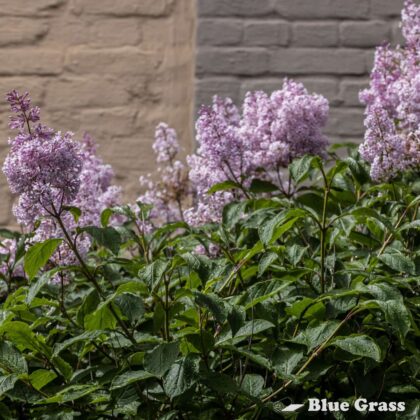 Syringa-villosa-late-lilac-good