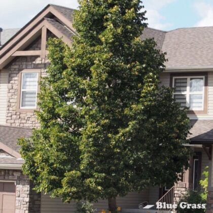 Tilia-cordata-Greenspire-linden