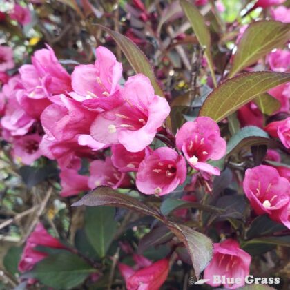 Weigela-florida-Alexandra-wine-and-roses-weigela