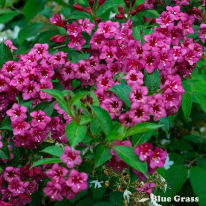 Weigela-florida-Minuet-weigela-good