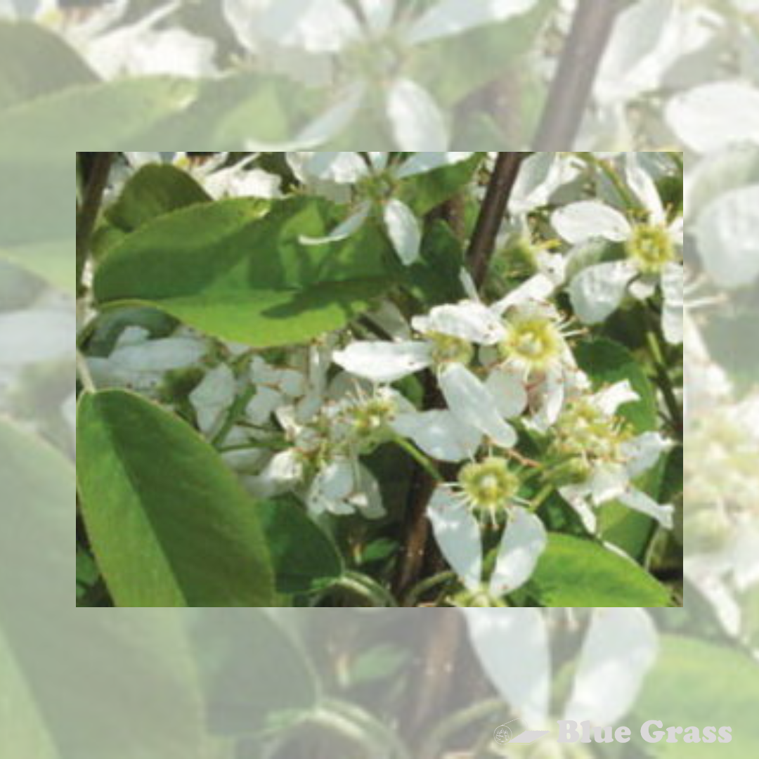 amelanchier-northline-saskatoon