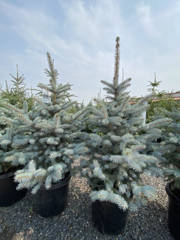 baby-blue-spruce-picea-pungens