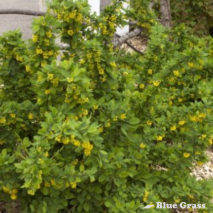 beiberis-thunbergii-emerald-carousel-barberry