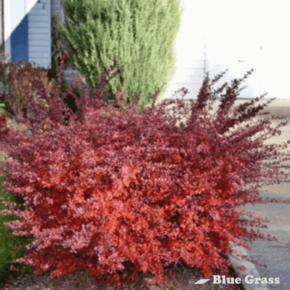 Cherry Bomb Barberry