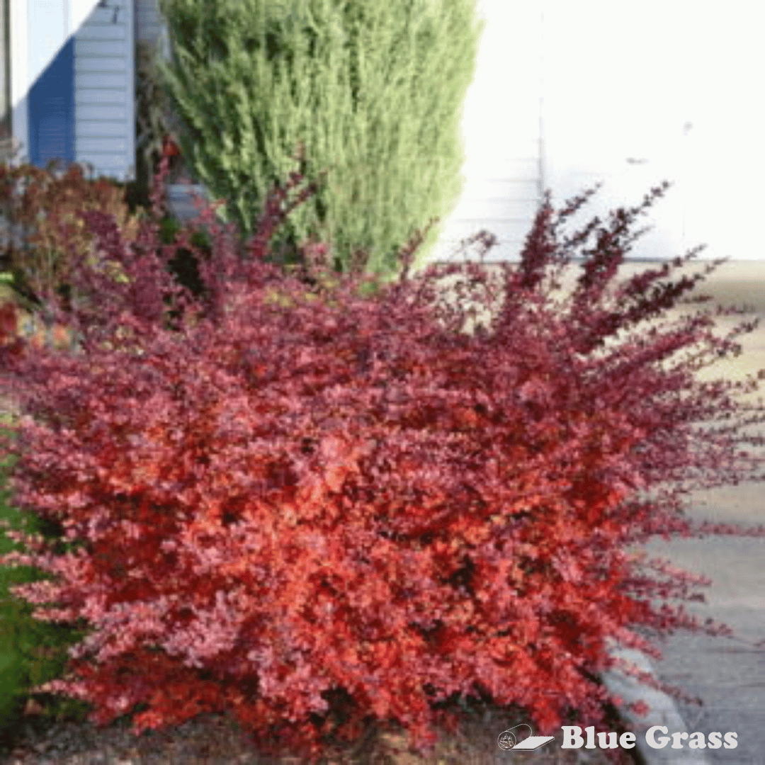 berberis-thunbergii-cherry-bomb-barberry
