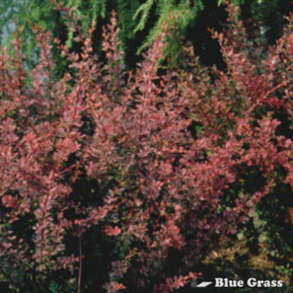 Royal Burgundy Barberry