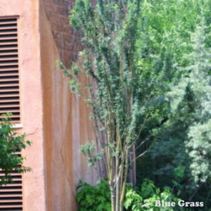 caragana-arborescens-sutherland-caragana