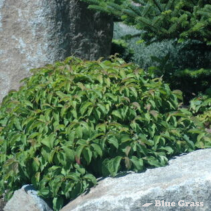 cornus-sericea-kelseyi-kelseys-dwarf-dogwood