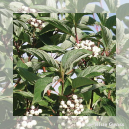 cornus-stolonifera-arctic-fire-dogwood