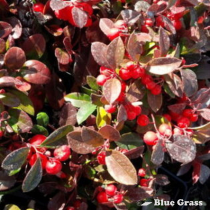 cotoneaster-apiculatus-cranberry