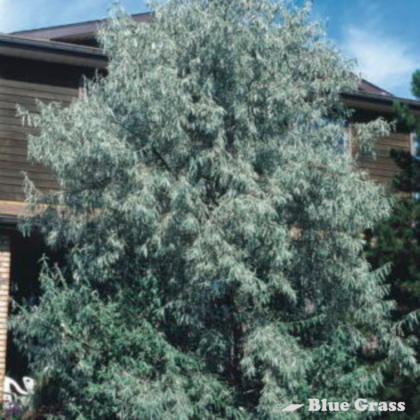 Russian Olive (Tree Form)
