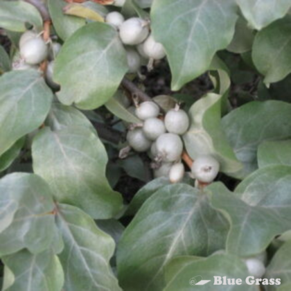 eleagnus-commutata-wolf-willow-silverberry