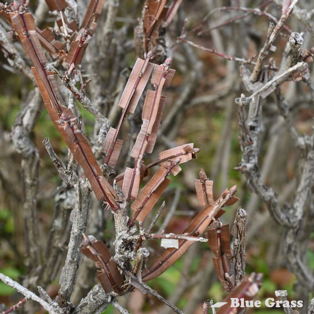 Winged Burning Bush – Blue Grass Nursery & Garden Centre: Calgary
