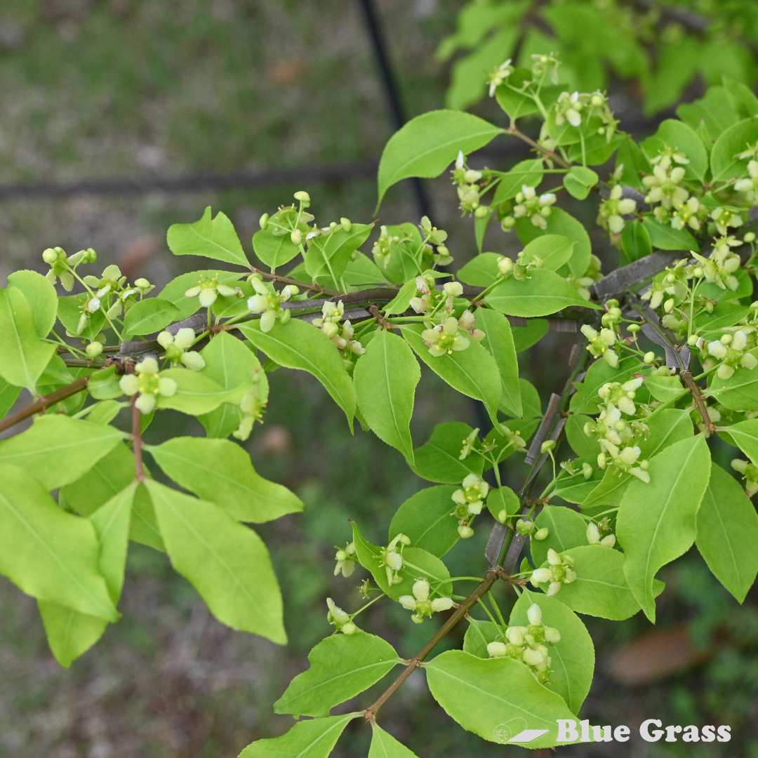 Winged Burning Bush – Blue Grass Nursery & Garden Centre: Calgary