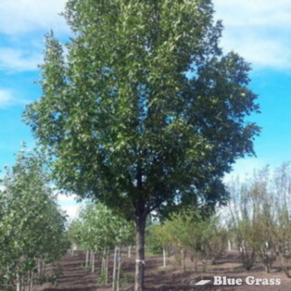 Trojan Green Ash
