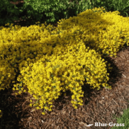 Cytisus-decumbens-yellow-broom