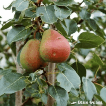 Pyrus-ussuriensis-Golden-Spice-pear