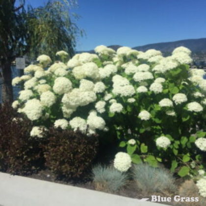 hydrangea-arborescens-annabelle-hydrangea