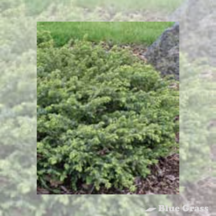 Banff Juniper