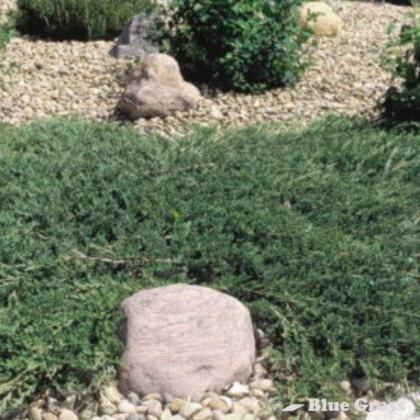 Hughes Juniper