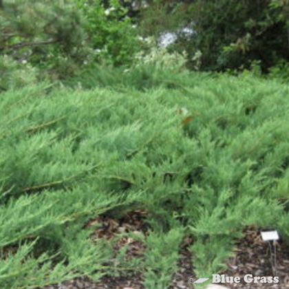 juniperus-sabina-blue-danube-juniper
