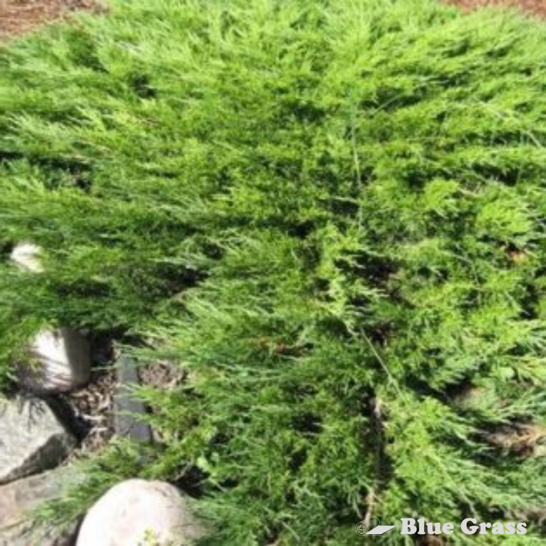 Calgary Carpet Juniper