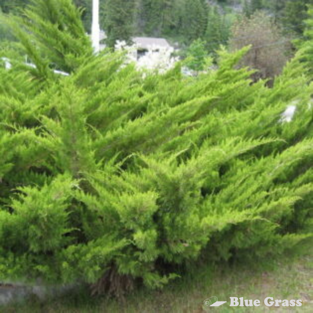 Savin Juniper