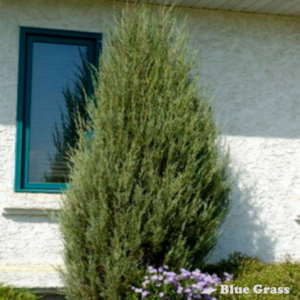 juniperus-scopulorum-cologreen-juniper