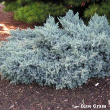 Blue Star Juniper