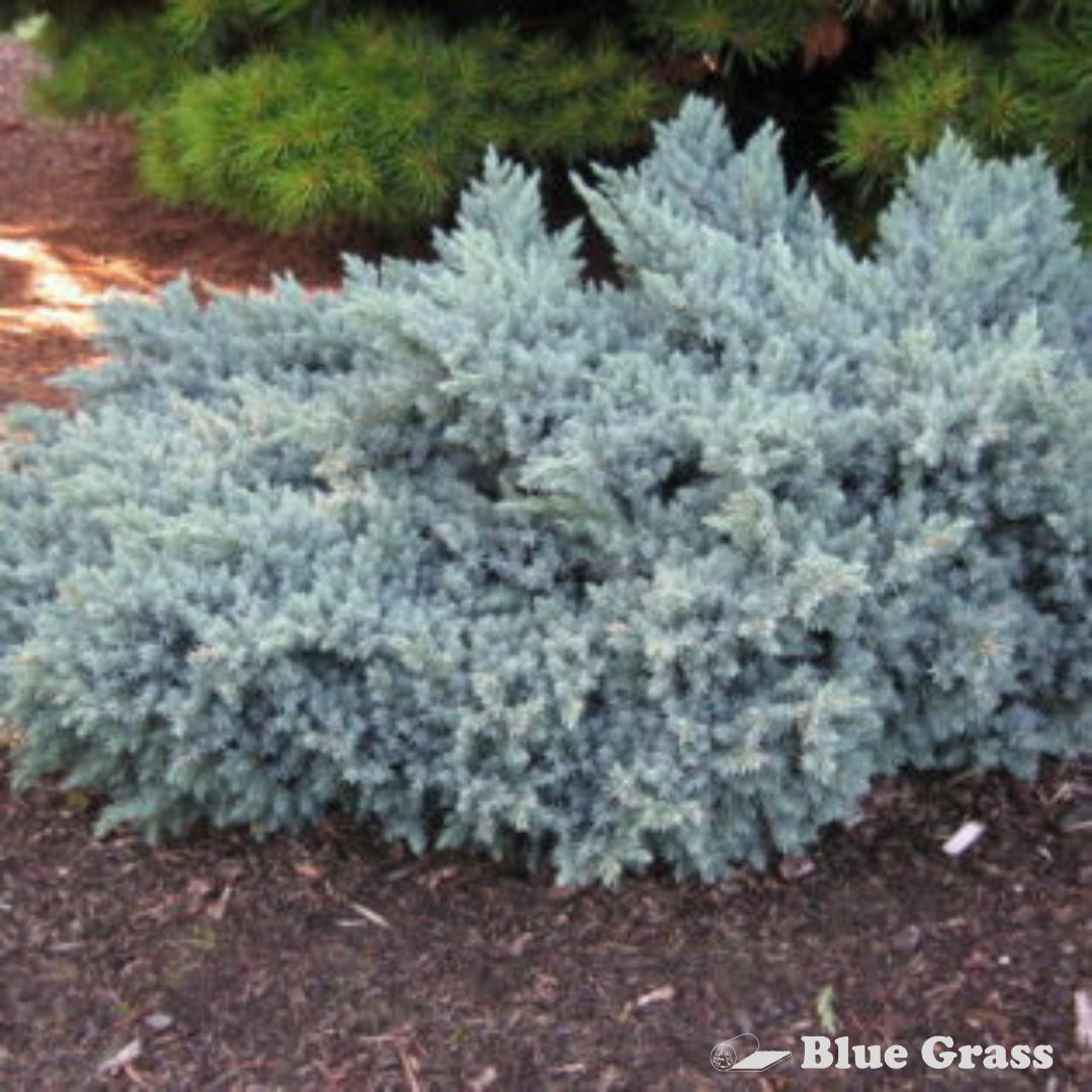 Blue Star Juniper