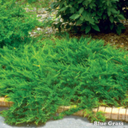 juniperus-sabina-buffalo-juniper